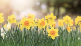 yellow-daffodils-flower-bed-royalty-free-image-1582665729_0.jpg yellow-daffodils-flower-bed-royalty-free-image-1582665729_0.jpg